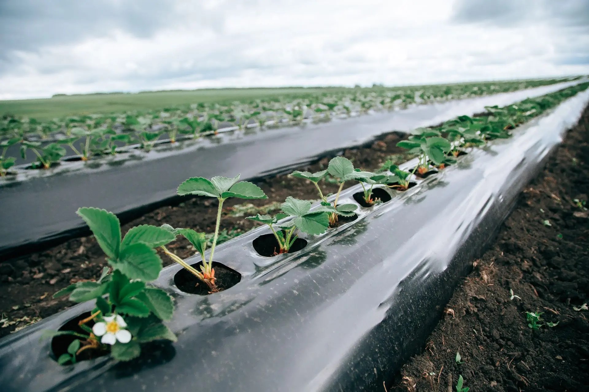 Новые направления гранта «Перспектива» для фермеров внедряют в Чувашии.