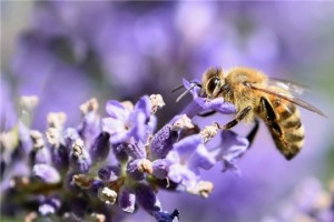 bee 4316892 960 720 wtugmaev