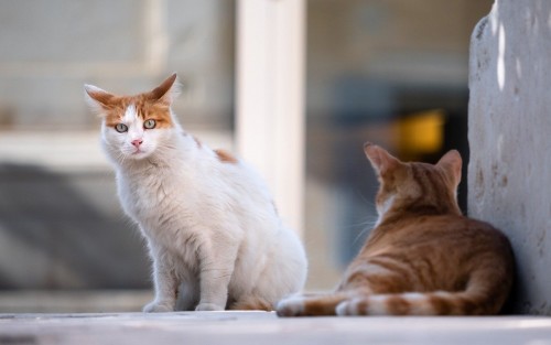 cats 5606202 1280 1280x800
