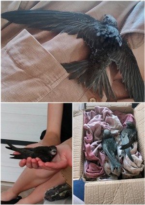 Фотоколлаж